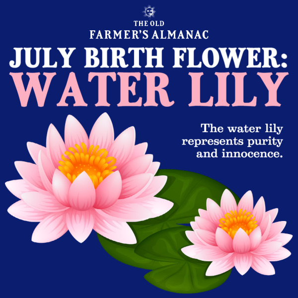 July flower shop